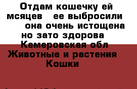 Отдам кошечку ей мсяцев 4,ее выбросили 13 04 она очень истощена но зато здорова - Кемеровская обл. Животные и растения » Кошки   